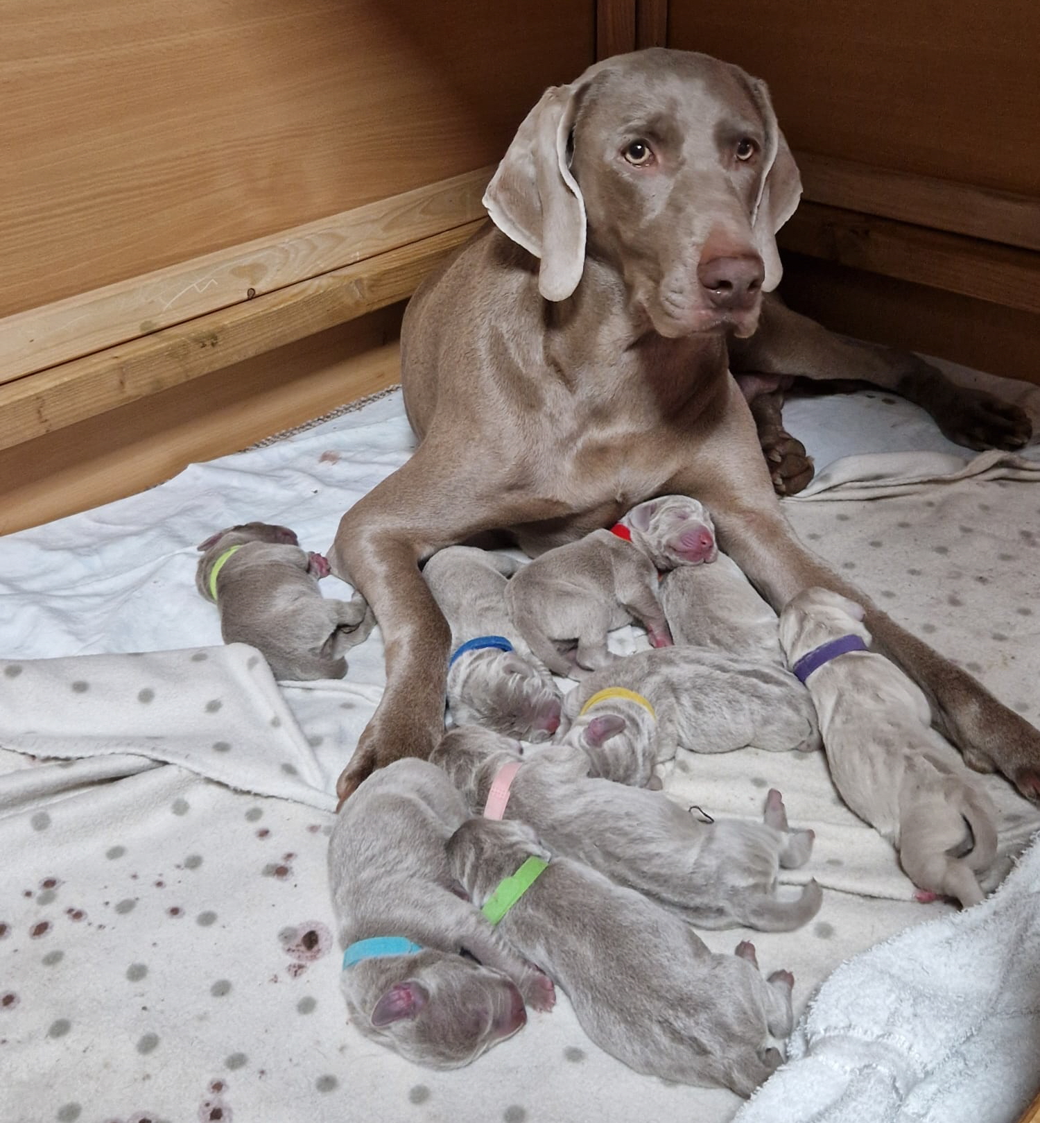 2025-1215-komplett-0000-einzeln 2025-1215-komplett-0000-einzeln